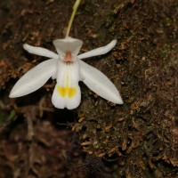Coelogyne odoratissima Lindl.